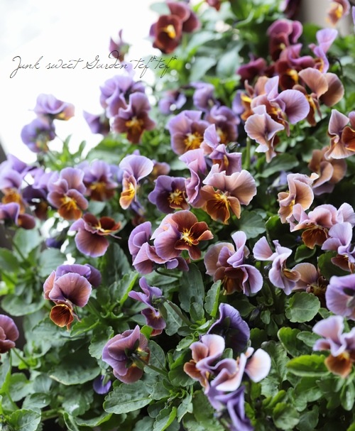 ����LUXURY SELECTION��tef*tef*���ꥸ�ʥ� �ӥ��� �إ⡼�֥��祳���