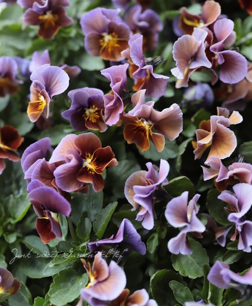 ����LUXURY SELECTION��tef*tef*���ꥸ�ʥ� �ӥ��� �إ⡼�֥��祳���