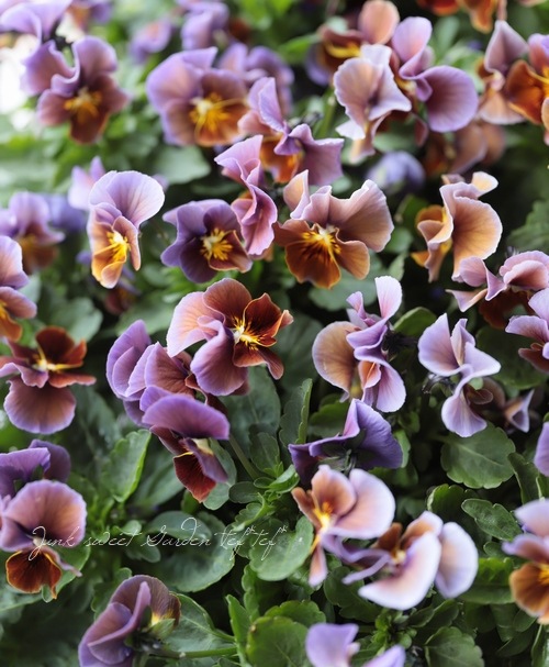 ����LUXURY SELECTION��tef*tef*���ꥸ�ʥ� �ӥ��� �إ⡼�֥��祳���