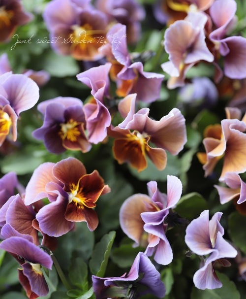 ����LUXURY SELECTION��tef*tef*���ꥸ�ʥ� �ӥ��� �إ⡼�֥��祳���