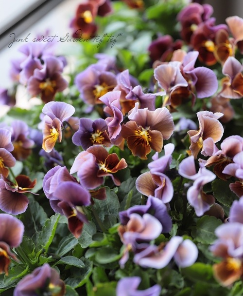 ����LUXURY SELECTION��tef*tef*���ꥸ�ʥ� �ӥ��� �إ⡼�֥��祳���