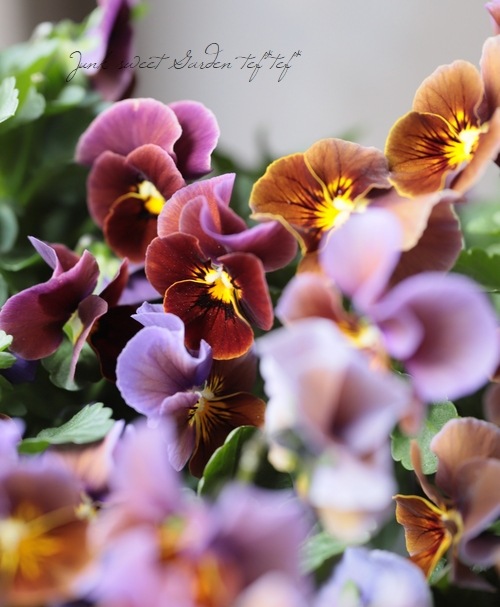 ����LUXURY SELECTION��tef*tef*���ꥸ�ʥ� �ӥ��� �إ⡼�֥��祳���