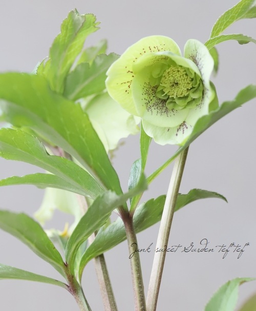 クリスマスローズ 静岡県・杉光園芸 杉山交配 『セミダブル・グリーン