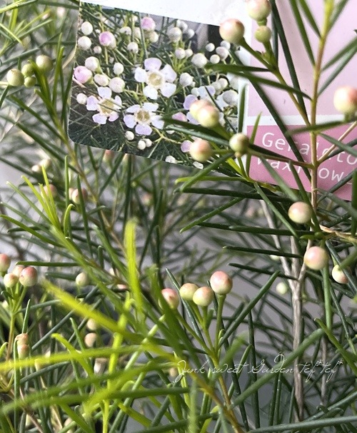 ワックスフラワー・ワックスプラント ピンク花品種 | すべての商品