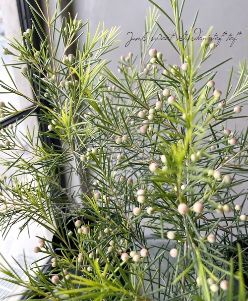 ワックスフラワー・ワックスプラント ピンク花品種 | すべての商品