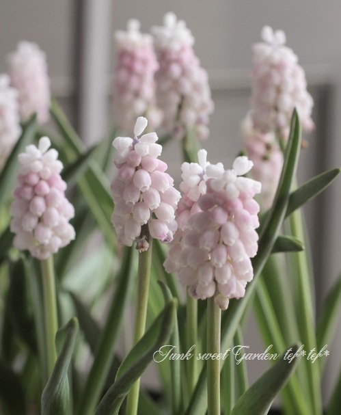 □【球根植物】 ムスカリ 『ピンクサンライズ』 2球植え | すべての