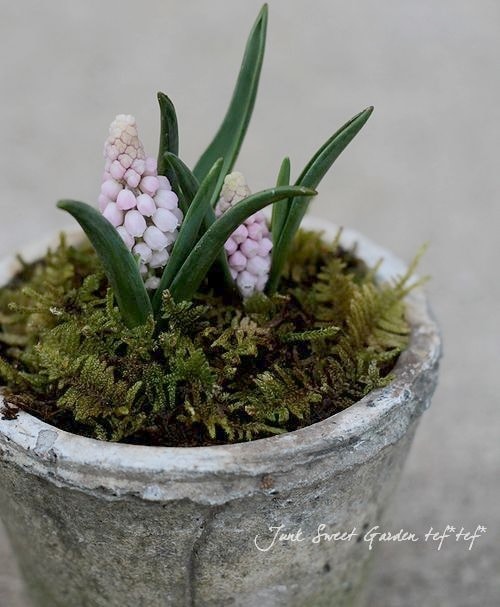 □【球根植物】 ムスカリ 『ピンクサンライズ』 2球植え | すべての