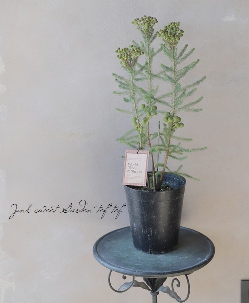 バーゼリア ベルセリア グリーニッシュ すべての商品 Junk Sweet Garden Tef Tef