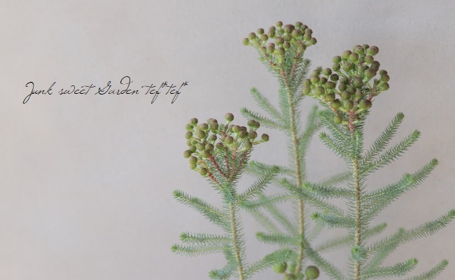 バーゼリア(ベルセリア) 『グリーニッシュ』 | すべての商品 | | Junk