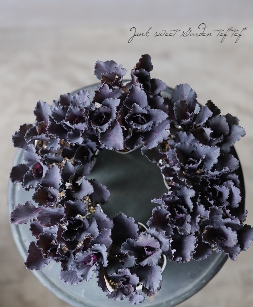 【花苗】ミニ葉ボタン ジュエリーシリーズ BLACK LEAF おまけ種子付き 花苗】ミニ葉ボタン ジュエリーシリーズ BLACK LEAF おまけ種子