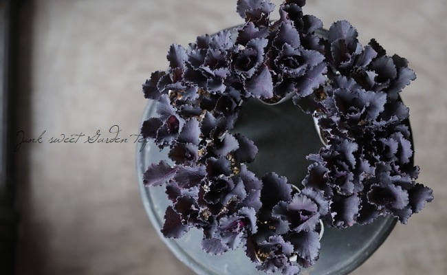 □葉牡丹 ジュエリーシリーズ 『ブラックリーフ』 3～5本植え