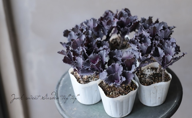 【花苗】ミニ葉ボタン ジュエリーシリーズ BLACK LEAF おまけ種子付き 花苗】ミニ葉ボタン ジュエリーシリーズ BLACK LEAF おまけ種子