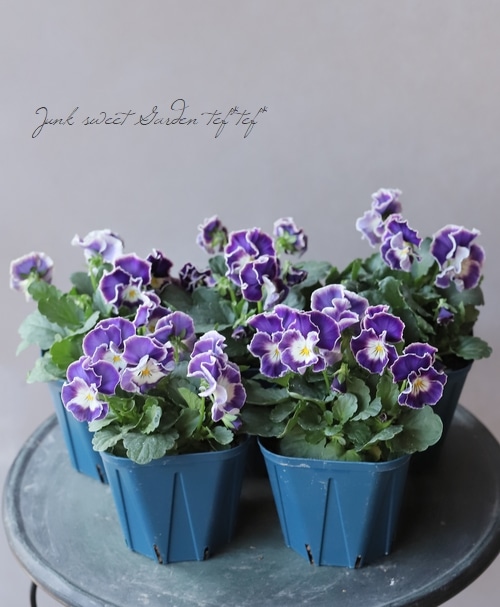 ○佐藤さん育種・個性派ビオラ・ヌーヴェルヴァーグ 『エクリプス