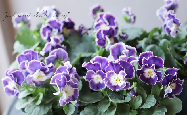 ○佐藤さん育種・個性派ビオラ・ヌーヴェルヴァーグ 『エクリプス