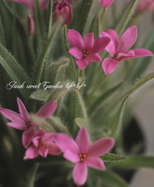 球根植物】 姫アッツ桜 ロードヒポキシス 『シェリーローズ』 | すべて