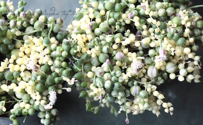 多肉植物 斑入り グリーンネックレス すべての商品 Junk Sweet Garden Tef Tef