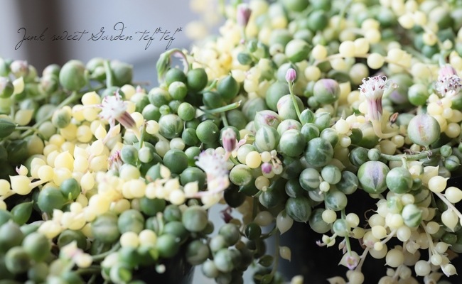 多肉植物 斑入り グリーンネックレス すべての商品 Junk Sweet Garden Tef Tef 多肉植物 斑入り グリーンネックレス すべての商品 Junk Sweet Garden Tef Tef