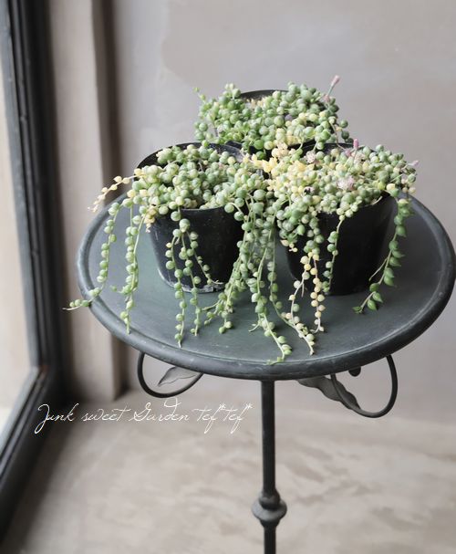 多肉植物】 斑入り『グリーンネックレス』 | すべての商品 | | Junk