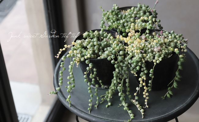 多肉植物】 斑入り『グリーンネックレス』 | すべての商品 | | Junk