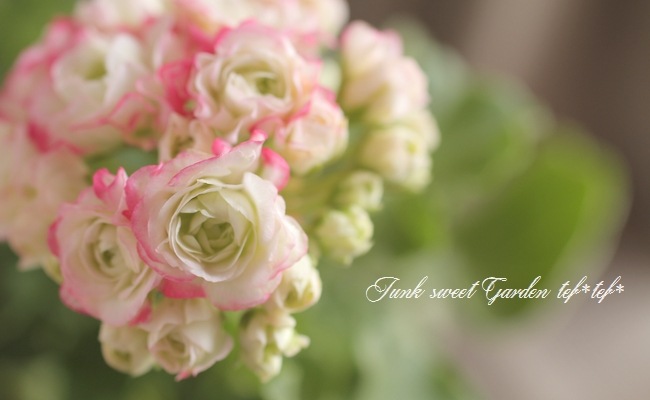 八重咲きゼラニウム アップルブロッサム 『キャンディブーケ