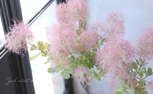 スモークツリー 『バイオレットフィズ』 【84】2022 | すべての商品