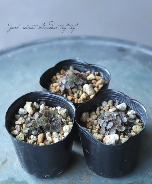 山野草】 希少種！『姫ユキノシタ』 | すべての商品 | | Junk sweet