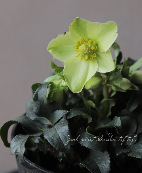 クリスマスローズ 『アイスブレーカー マキシィ』 | すべての商品