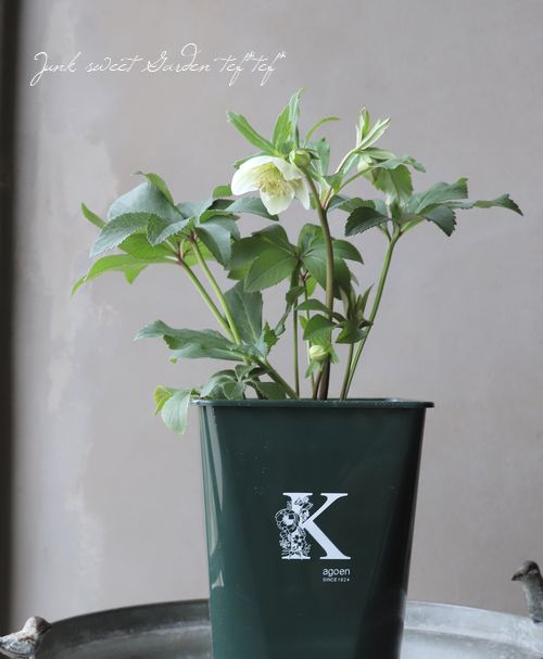 花郷園】 クリスマスローズ 『ホワイト・セミダブル』 【K】 | すべて