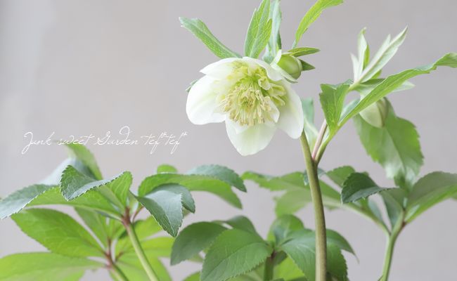 花郷園】 クリスマスローズ 『ホワイト・セミダブル』 【K】 | すべて