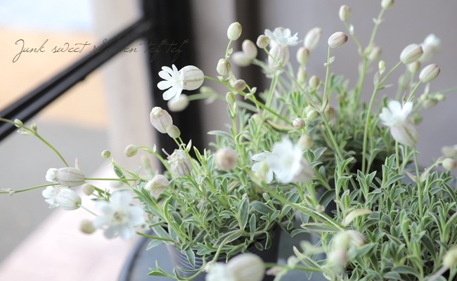 シレネ ユニフローラ ナッキーホワイト すべての商品 Junk Sweet Garden Tef Tef