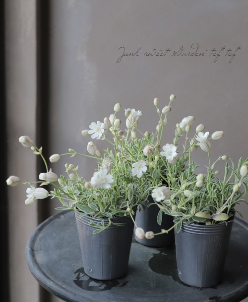 シレネ ユニフローラ ナッキーホワイト Flower Species Junk Sweet Garden Tef Tef