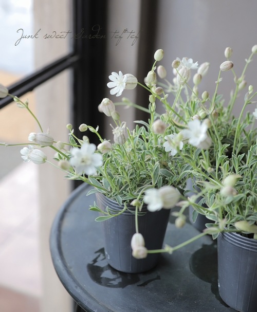 シレネ ユニフローラ ナッキーホワイト すべての商品 Junk Sweet Garden Tef Tef