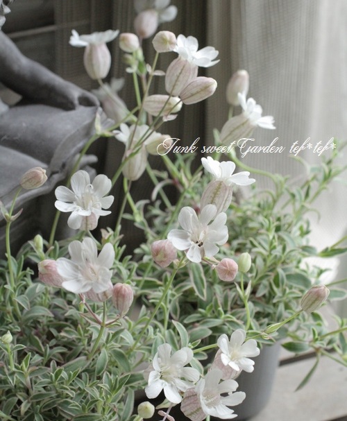 シレネ ユニフローラ ナッキーホワイト Flower Species シレネ Junk Sweet Garden Tef Tef