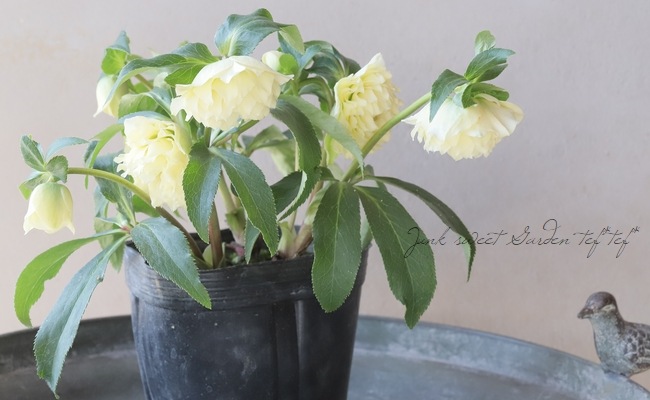 横山園芸・育種生産】 ダブル多弁咲きクリスマスローズ 『プリマドレス