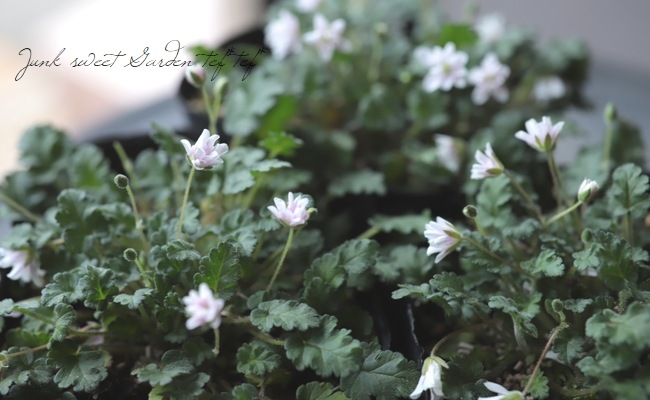 山野草 八重咲きヒメフウロソウ 白花八重 すべての商品 Junk Sweet Garden Tef Tef