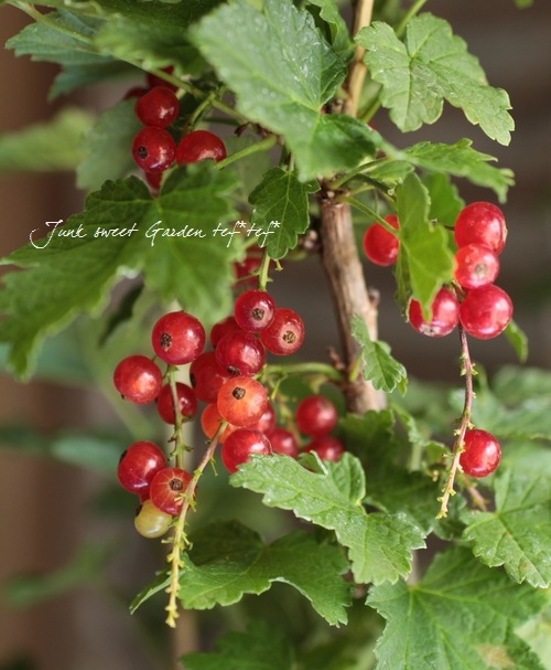 フサスグリ 西洋スグリ カシス すべての商品 Junk Sweet Garden Tef Tef