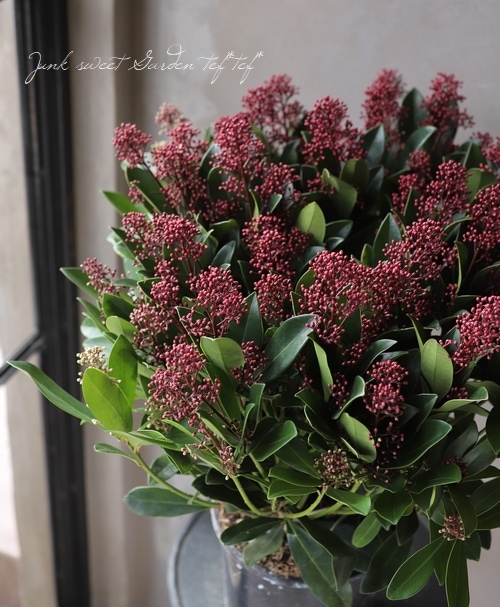 耐寒性常緑低木 スキミア 『ルベラ』 | すべての商品 | | Junk sweet