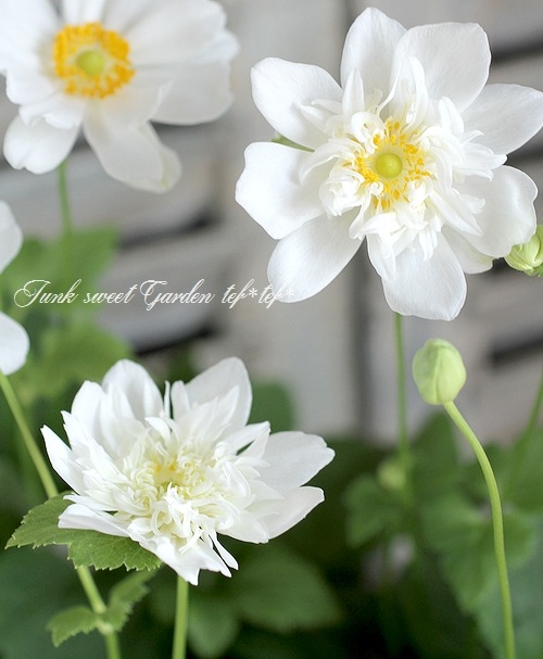 秋明菊 『ホワイト』 シュウメイギク | すべての商品 | | Junk sweet