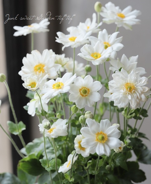 秋明菊 『ホワイト』 シュウメイギク | すべての商品 | | Junk sweet