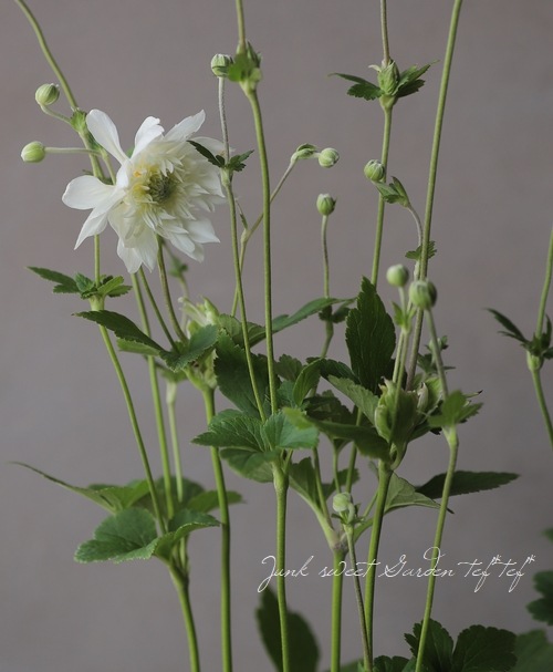 秋明菊 『ホワイト』 シュウメイギク | すべての商品 | | Junk sweet