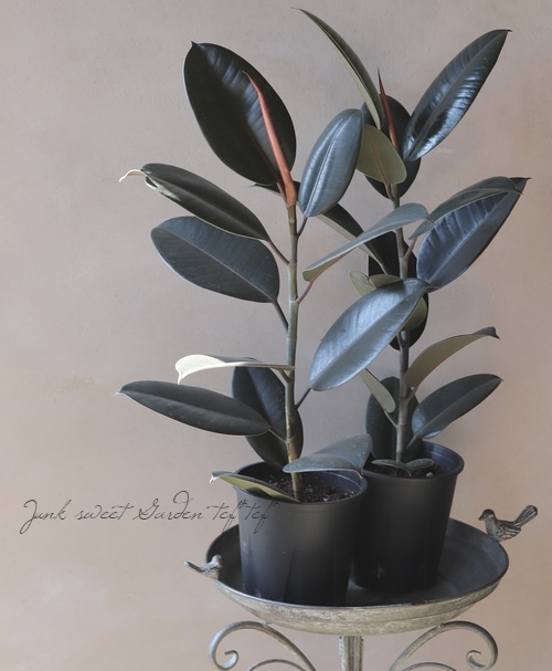 �ڴ��տ�ʪ�ۡ��ե����� �إС�����ǥ���