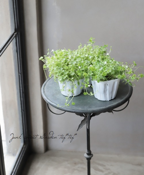 シンバラリア パリダ アルビフローラ 白花コロセウムアイビー すべての商品 Junk Sweet Garden Tef Tef