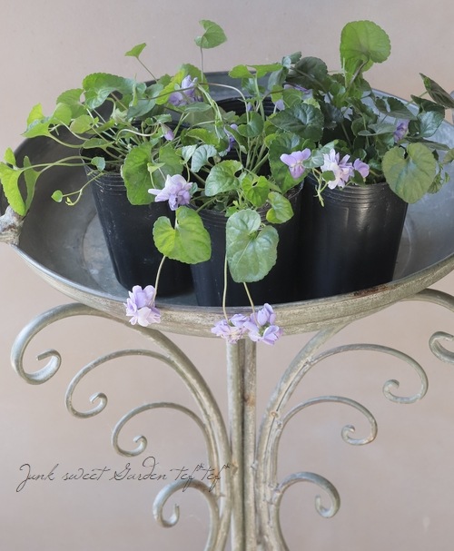 甘い香りダッチェス デ パルメパルマスミレダブル咲き花芽二つ寒さ強し