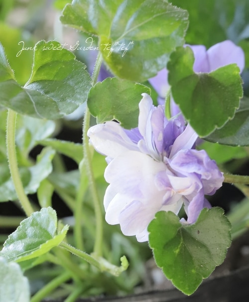 甘い香りダッチェス デ パルメパルマスミレダブル咲き花芽二つ寒さ強し