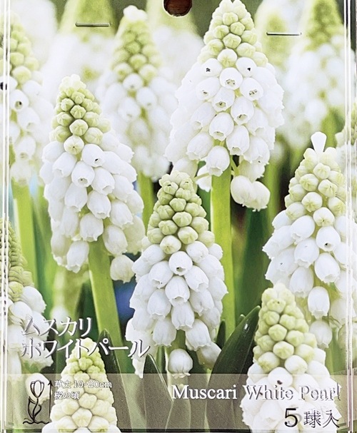 �ڵ庬��ʪ��  �ॹ���� �إۥ磻�ȥѡ����