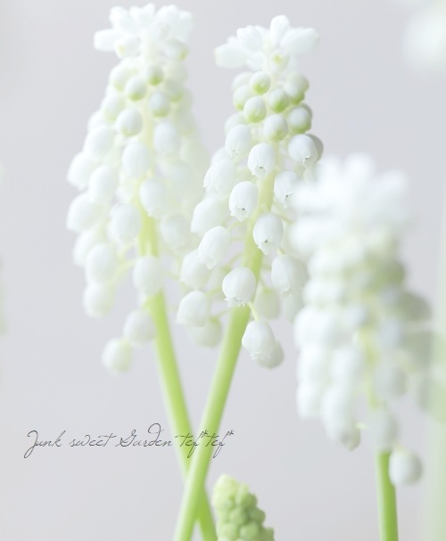 �ڵ庬��ʪ��  �ॹ���� �إۥ磻�ȥѡ����