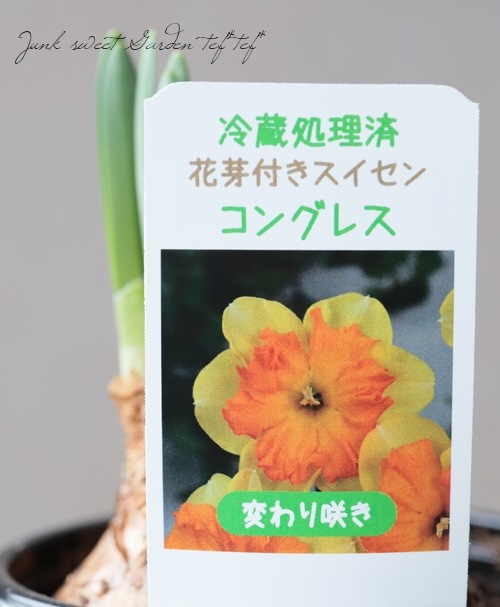 スイセン 『コングレス』 三球植え | すべての商品 | | Junk sweet