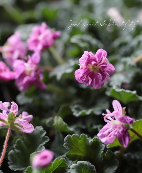 エロディウム 姫風露草 ヒメフウロソウ 八重ローズ すべての商品 Junk Sweet Garden Tef Tef