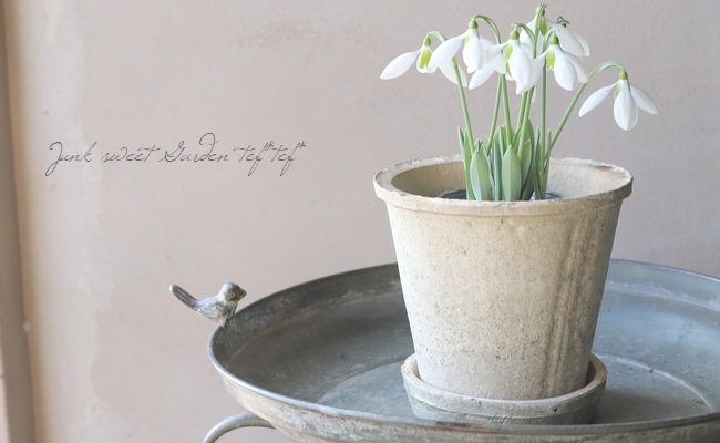 大輪スノードロップ・ガランサス 『イヴォンヌ・ヘイ』 シルバーリーフ