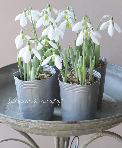 大輪スノードロップ・ガランサス 『イヴォンヌ・ヘイ』 シルバーリーフ